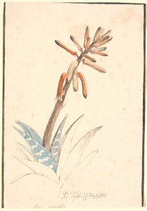 Blomstrende aloe av Johan Thomas Lundbye