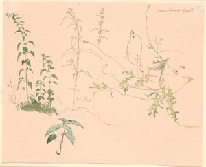 Plantestudier