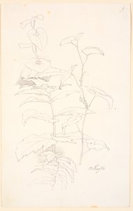 Plantestudier, bl.a. av snerring av Johan Thomas Lundbye