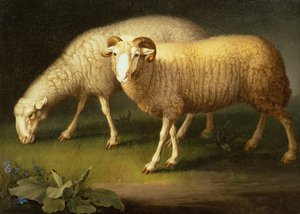 En ram og sau (olje på lerret)