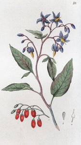 Bittersøt Solanum dulcamara, 1804-1811