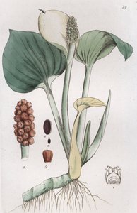 Bog Arum Calla myrer, 1804-1811