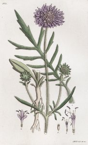 Felt skabb Knautia arvensis, 1804-1811