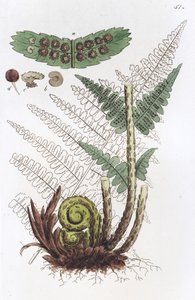Hannbregne Dryopteris filix-mas, 1804-1811