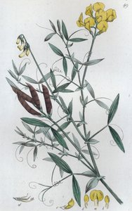 Engvikling Lathyrus pratensis, 1804-1811