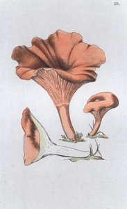 Merulius cantharellus, 1804-1811
