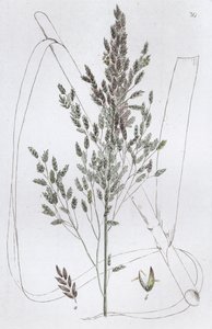 Søtt rørgress Poa aquatica, 1804-1811