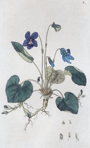 Søt fiolett Viola odorata, 1804-1811