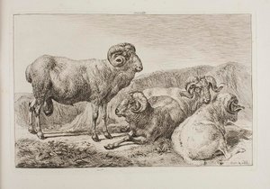 Merinoværer av Johann Adam Klein