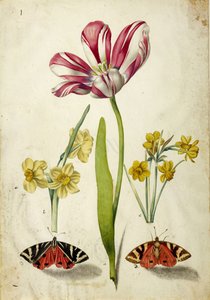 Tulipan, narcissus og sommerfugler, ca. 1660. av Johann Bartholomäus Braun
