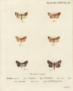 Sprossalg, Tileacea aurago 1-4, og leirmøll, Mythimna ferrago 5.6. Håndfarget kobberstikk av Johann Carl Bock etter Eugenius Johann Christoph Espers Sommerfuglene i bilder fra naturen, Erlangen av Johann Carl Bock