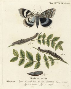 Blå undervingemøll eller Clifden nonpareil, Catocala fraxini. Håndkolorert kobberstikk av Johann Carl Bock etter Eugenius Johann Christoph Espers Sommerfuglene i illustrasjoner fra naturen, Erlangen av Johann Carl Bock