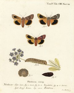 Bredkantet gul undervinge, Noctua fimbriata. Håndkolorert kobberstikk av Johann Carl Bock etter Eugenius Johann Christoph Espers Sommerfuglene i illustrasjoner fra naturen, Erlangen av Johann Carl Bock
