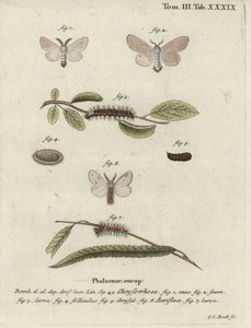 Brunhalemøll, Euproctis chrysorrhoea. av Johann Carl Bock