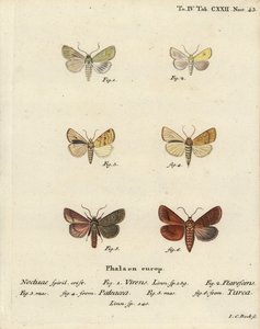 Burren grønn, Calamia tridens 1, sele, Xanthia icteritia 2, vinkelstripet sele, Enargia paleacea 3,4, og dobbel linje, Mythimna turca 5,6. Håndfarget kobberstikk av Johann Carl Bock etter Eugenius Johann Christoph Espers Die Schmetterlinge av Johann Carl Bock