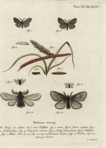 Canephora hirsuta, Ocneria detrita og Epichnopterix plumella. av Johann Carl Bock