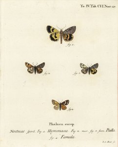 Catocala hymenaea 1, Amerila puella 2,3, og Isturgia famula moths 4. Håndfarget kobberstikk av Johann Carl Bock etter Eugenius Johann Christoph Espers Sommerfuglene i illustrasjoner etter naturen, Erlangen av Johann Carl Bock