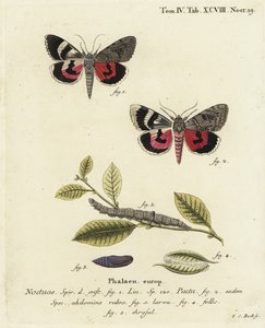 Catocala pacta møll. Håndkolorert kobberstikk av Johann Carl Bock etter Eugenius Johann Christoph Espers Sommerfuglene i illustrasjoner fra naturen, Erlangen av Johann Carl Bock