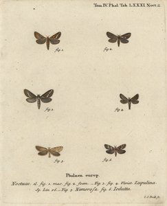 Vanlig møll, Korscheltellus lupulina 1-4, gullsval, Phymatopus hekta 5, og Pharmacis carna 6. Håndkolorert kobberstikk av Johann Carl Bock etter Eugenius Johann Christoph Espers Sommerfuglene i illustrasjoner etter naturen, Erlangen av Johann Carl Bock