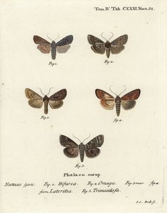 Conformist, Lithophane furcifera 1, dobbel pil, Graphiphora augur 2, knapp brindle, Apamea lateritia 3,4 og sølvbuer, Polia hepatica 5. av Johann Carl Bock