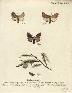 Coxcomb fremtredende, Ptilodon capucinus. av Johann Carl Bock