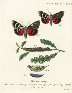 Mørk karmosinrød undervinge, Catocala sponsa. Håndfarget kobberstikk av Johann Carl Bock etter Eugenius Johann Christoph Espers Sommerfuglene i bilder fra naturen, Erlangen av Johann Carl Bock