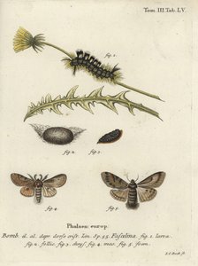 Mørk tue, Dicallomera fascelina. av Johann Carl Bock