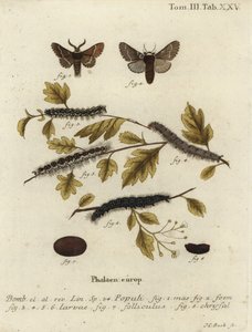 Desembermøll, Poecilocampa populi. av Johann Carl Bock