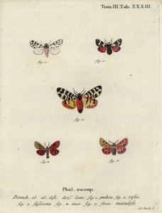 Diskret chaperon og tigermøll. av Johann Carl Bock