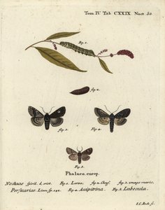 Dot, Melanchra persicariae 1-4, og Dryobota labecula 5. Håndfarget kobberstikk av Johann Carl Bock etter Eugenius Johann Christoph Espers Sommerfuglene i bilder fra naturen, Erlangen av Johann Carl Bock