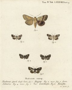 Dobbel pil eller spåmann, Graphiphora augur 1, blek skulder, Acontia lucida 2.3, firflekket møll, Tyta luctuosa 4.5 og druidemøll, Aedia funesta 6. Håndfarget kobberstikk av Johann Carl Bock etter Eugenius Johann Christoph Espers Die Sch av Johann Carl Bock