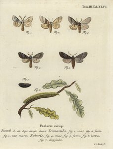 Drymonia dodonaea møll. av Johann Carl Bock