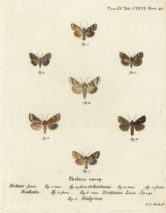 Dusky sallow, Eremobia ochroleuca 1,4, Cynaeda dentalis 2,3, øremøll, Amphipoea oculea 5,6, og vanlig rustikk, Mesapamea secalis 7. Håndfarget kobberstikk av Johann Carl Bock etter Eugenius Johann Christoph Esper i Abbild Schmetterlinge av Johann Carl Bock