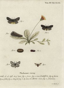 Epatolmis caesarea og Penthophera morio møll. av Johann Carl Bock
