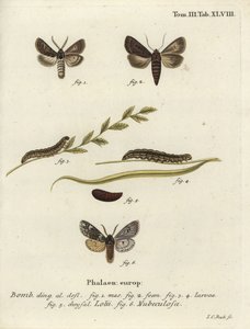 Fjærkledde gotiske og Rannoch-sprawler møll. av Johann Carl Bock