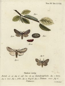 Åttefigur, svelge fremtredende og Drymonia velitaris møll. av Johann Carl Bock