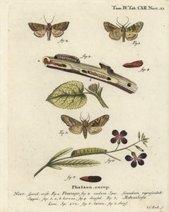 Frostet oransje møll, Gortyna flavago 1,2, og vinkelfarger, Phlogophora meticulosa 3-7. Håndkolorert kobberstikk av Johann Carl Bock etter Eugenius Johann Christoph Espers Sommerfuglene i illustrasjoner fra naturen, Erlangen av Johann Carl Bock