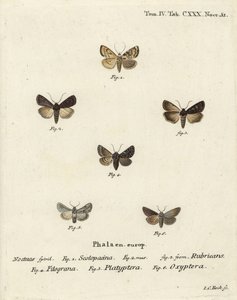 Hagedart, Euxoa nigricans 1-3, Hadena filograna 4, antirrhinum brocade, Calophasia platyptera 5, Simyra nervosa 6. Håndkolorert kobberstikk av Johann Carl Bock etter Eugenius Johann Christoph Esper’s Sommerfuglene i illustrasjoner etter den. av Johann Carl Bock