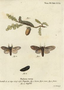 Flott fremtredende, Peridea anceps. av Johann Carl Bock