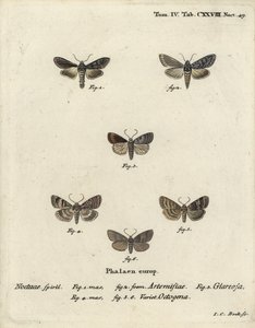 Grønn sølvfarget hai, Cucullia argentea 1,2, høstlig rustikk, Eugnorisma glareosa 4, åttifigur, Tethea ocularis 4-6. Håndfarget kobberstikk av Johann Carl Bock etter Eugenius Johann Christoph Espers Die Schmetterlinge in Abbildun av Johann Carl Bock