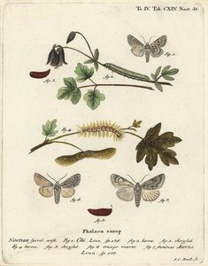 Grå chi, Antitype chi 1 og platanmøll, Acronicta aceris 2-7. Håndkolorert kobberstikk av Johann Carl Bock etter Eugenius Johann Christoph Espers Sommerfuglene i illustrasjoner fra naturen, Erlangen av Johann Carl Bock