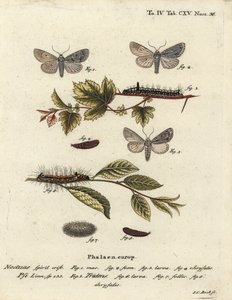 Grå dolk, Acronicta psi 1-4, og mørk dolk, Acronicta tridens 5-8. Håndkolorert kobberstikk av Johann Carl Bock etter Eugenius Johann Christoph Espers Sommerfuglene i illustrasjoner fra naturen, Erlangen av Johann Carl Bock