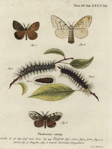 Sigøynermøll, Lymantria dispar.