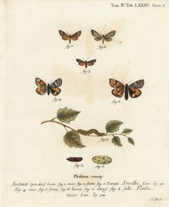 Tjenestemøll, Dysauxes ancilla 1-3, og oransje undervinge, Archiearis parthenias 4-8. Håndkolorert kobberstikk av Johann Carl Bock etter Eugenius Johann Christoph Espers Sommerfuglene i illustrasjoner fra naturen, Erlangen av Johann Carl Bock