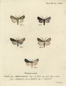 Hjerte- og pilemøll, nepemøll og sølvsky. av Johann Carl Bock