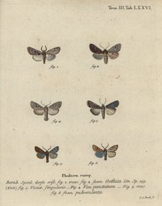 Hebraisk karakter, svartflekkkastanje, liten kvekermøll, etc. av Johann Carl Bock