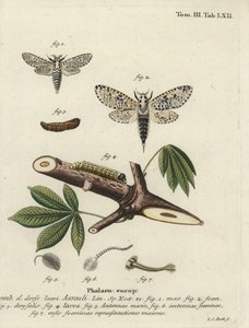 Leopardmøll, Zeusera kjerne.
