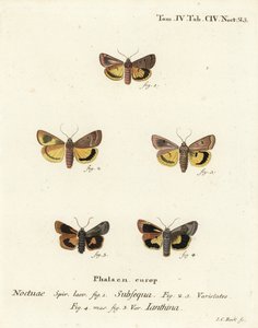 Månegul undervinge, Noctua orbona 1, og mindre bredkantet gul undervinge eller Langmaids gule undervinge, Noctua janthina 2-5. Håndfarget kobberstikk av Johann Carl Bock etter Eugenius Johann Christoph Espers Die Schmetterlinge in Ab av Johann Carl Bock