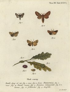 Malacosoma franconicum møll og festong, Apoda limacodes. av Johann Carl Bock