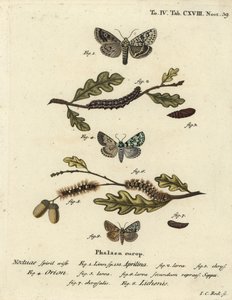 Merveille du jour, Dichonia aprilina 1-4, knapp merveille du jour, Moma alpium 5-7, og marmorgrønn, Cryphia muralis 8. Håndfarget kobberstikk av Johann Carl Bock etter Eugenius Johann Christoph Espers Sommerfuglene i illustrasjoner av Johann Carl Bock